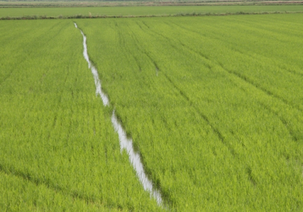 Riso Gallo Reisfelder in Italien